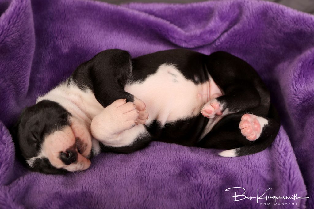 2 week old great dane puppy