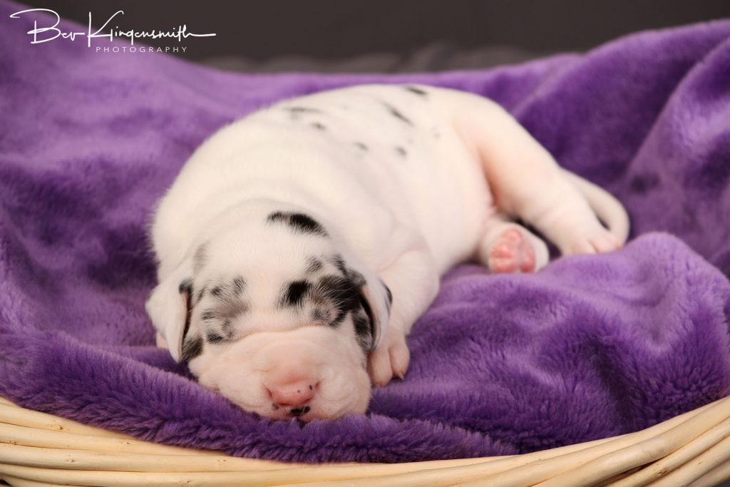 2 week old great dane puppy