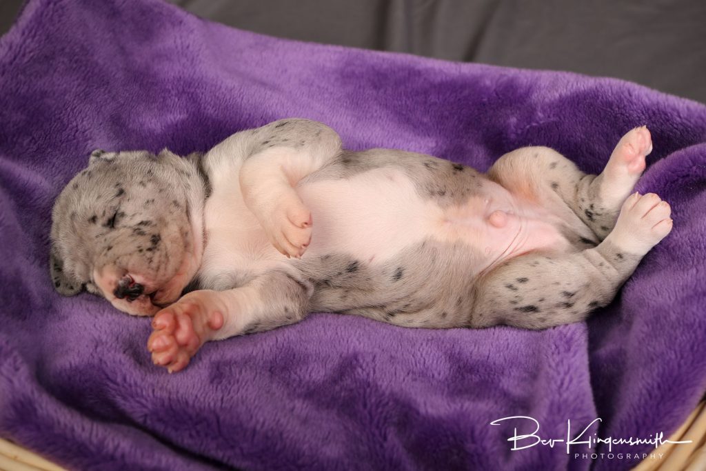 2 week old great dane puppy