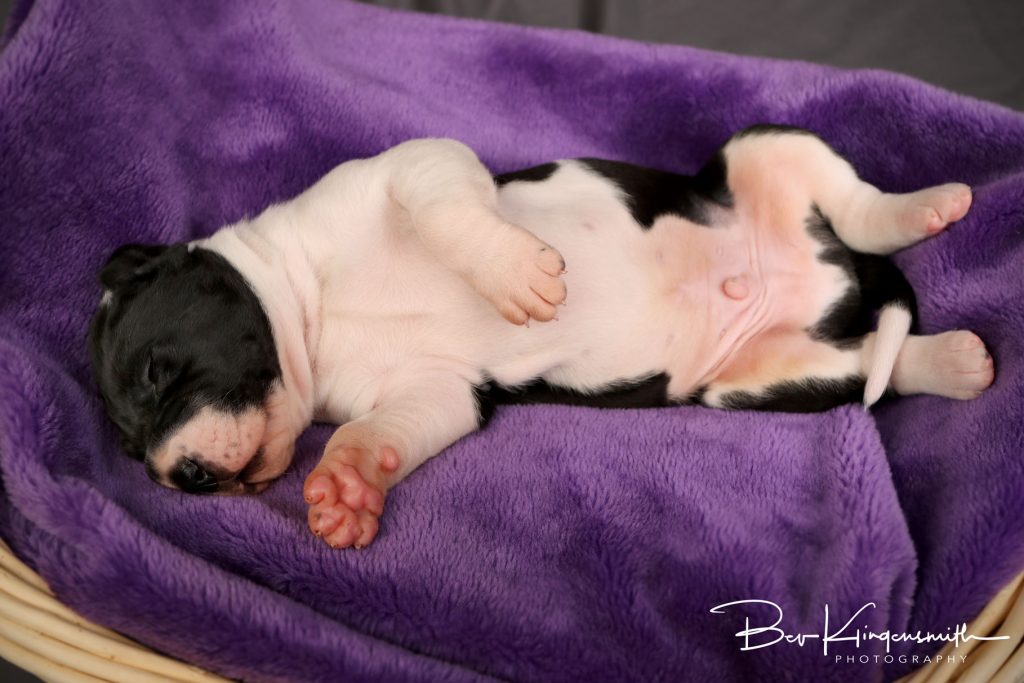 2 week old great dane puppy