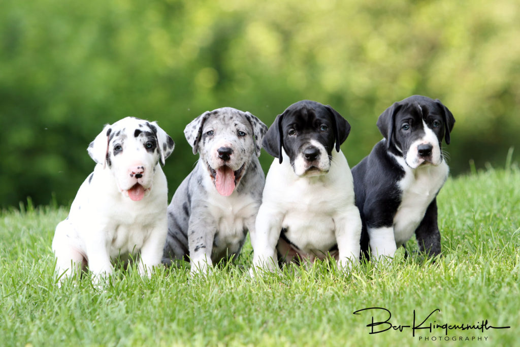 4 week old Dane puppies