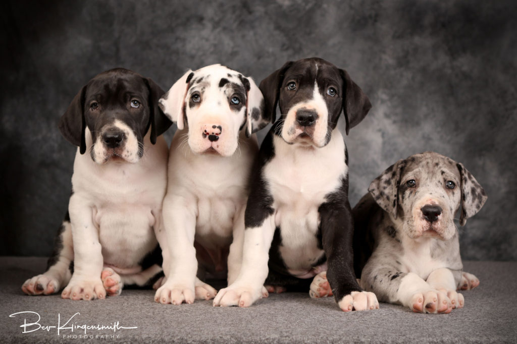 7 week old Dane puppies