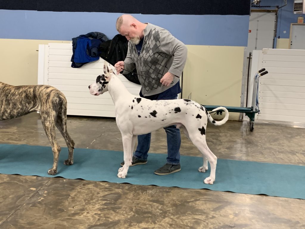 8 month old great dane