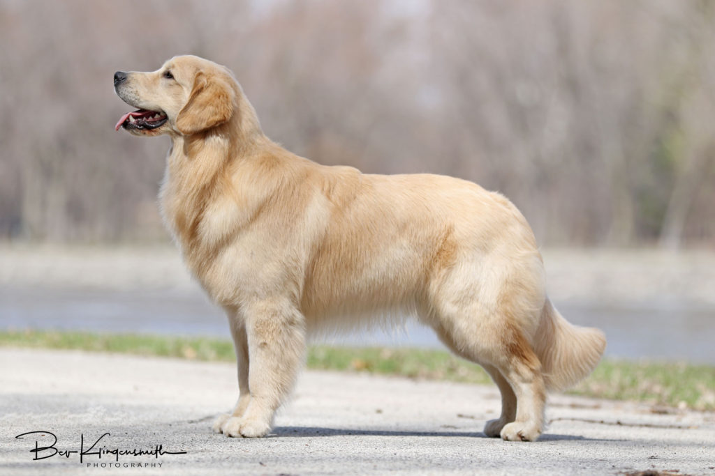 Golden Retriever 