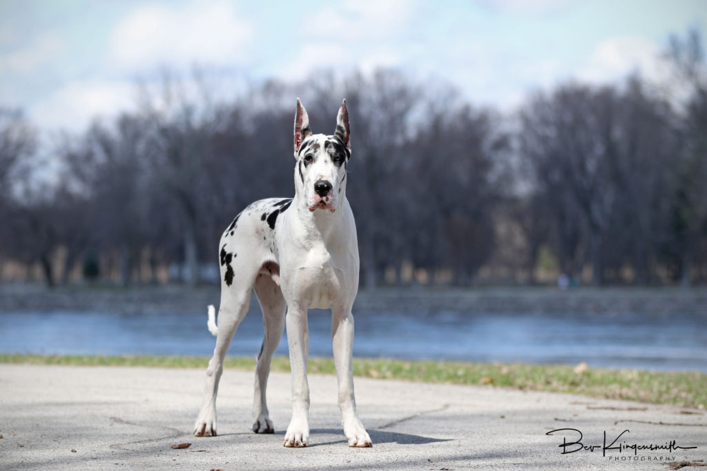 Harlequin Great Dane