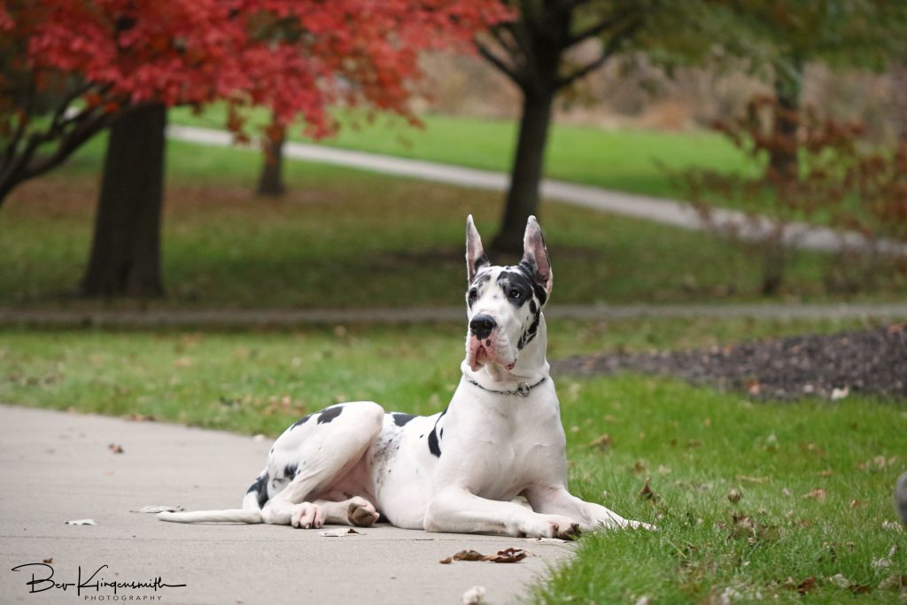 Bing harlequin great dane