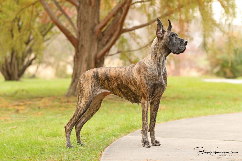 Brindle Great Dane