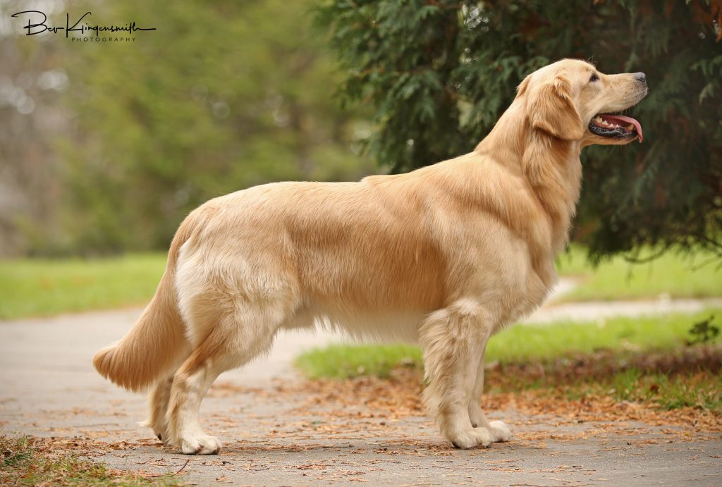 Golden Retriever