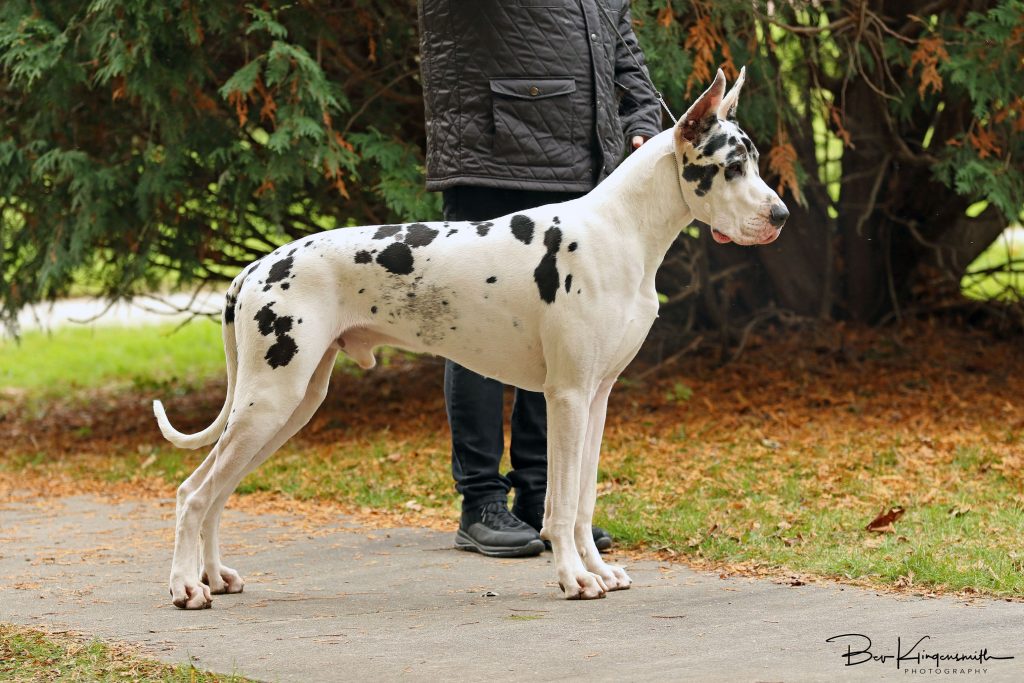 harlequin great dane