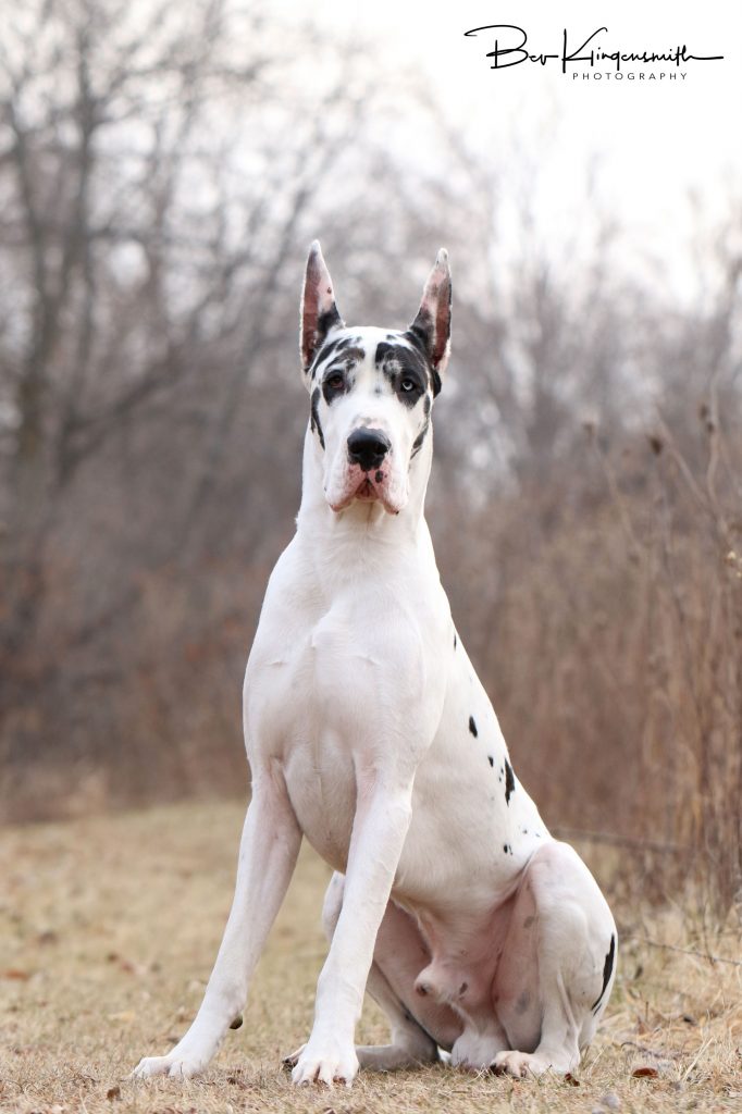 show quality great dane Bing