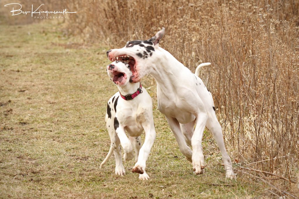 harlequin great dane puppy