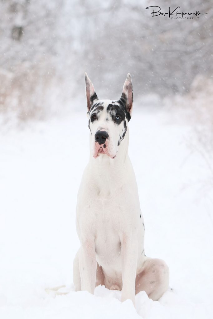 male harlequin great dane in snow