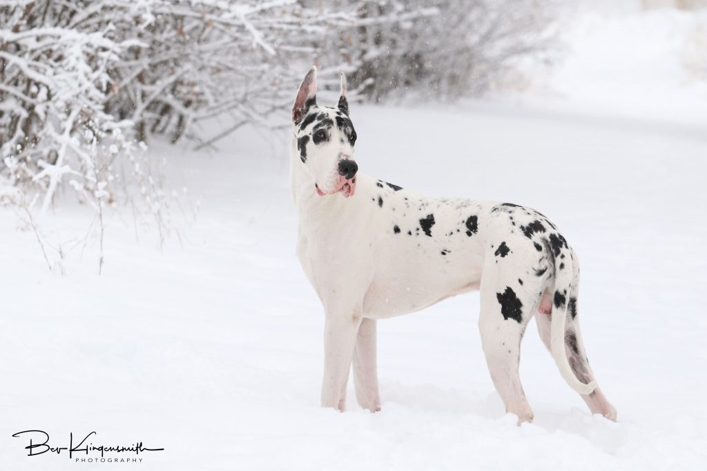 harlequin male great dane