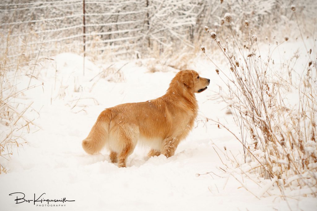 Golden Retriever