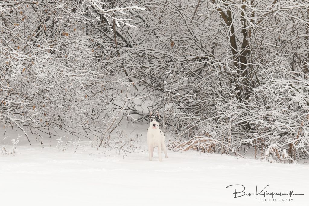 harl Dane in the snow