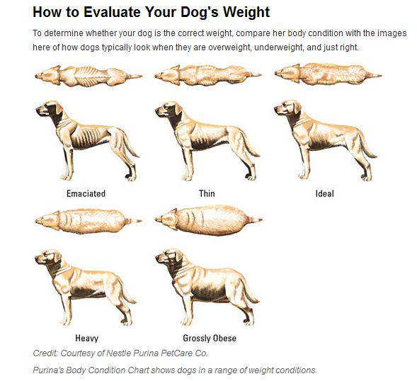 Dog body condition