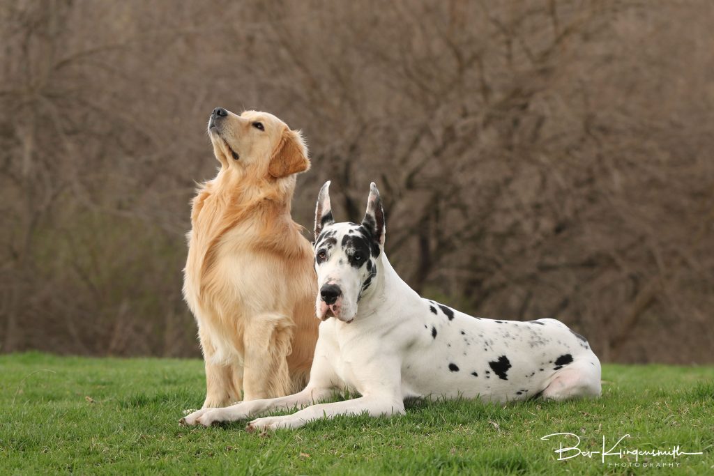 Golden Retriever, Great Dane