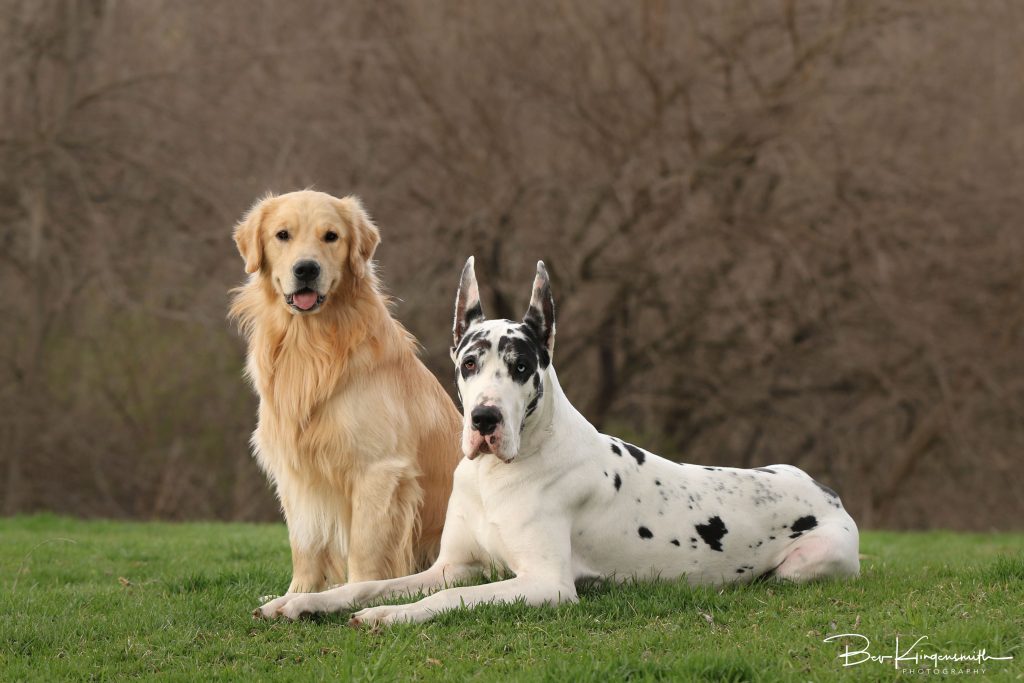 Golden Retriever; Great Dane