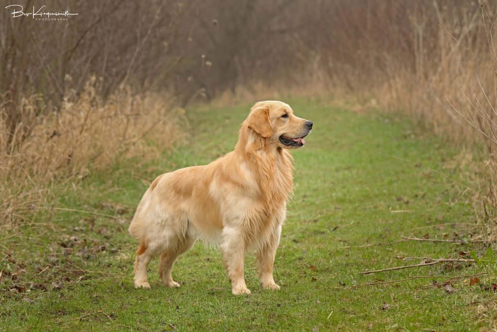 show quality golden retriever