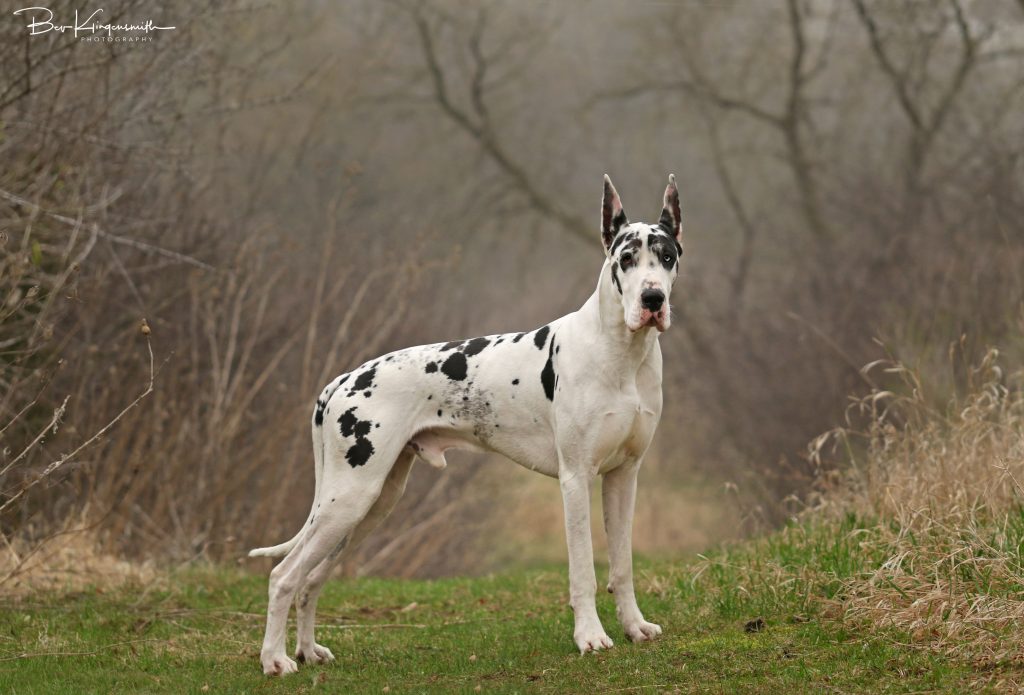 show quality harlequin great dane