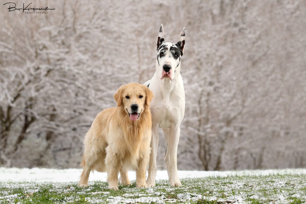 Great Dane and Golden Retriever