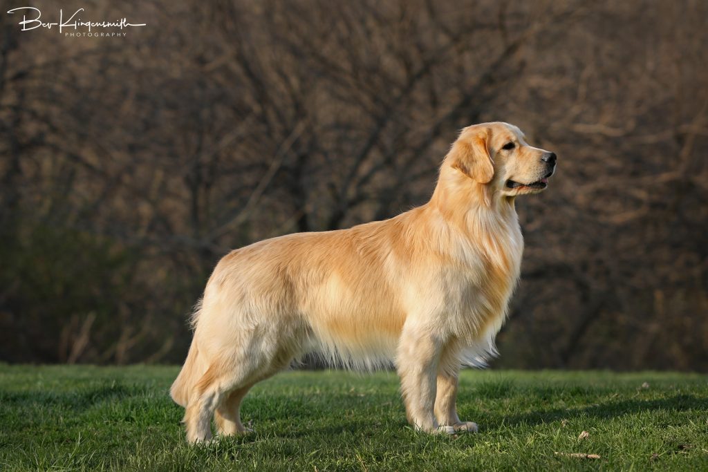 Golden Retriever