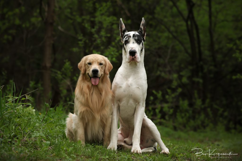 Great Dane and Golden Retriever