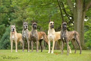 Great Danes