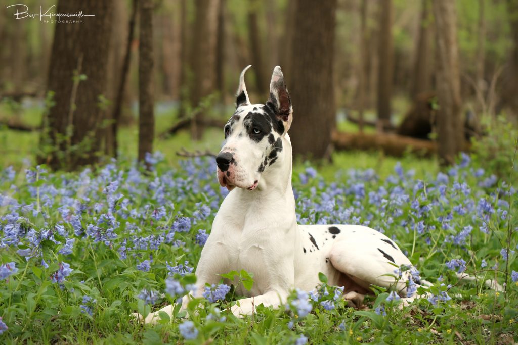 Bing harlequin great dane