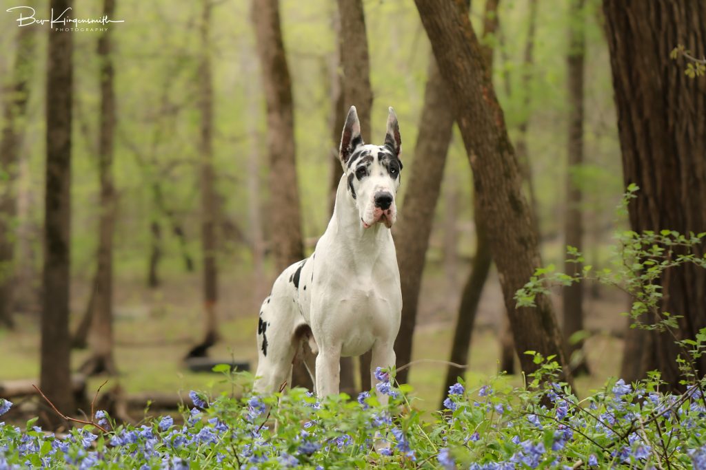 male harlequin great dane Bing