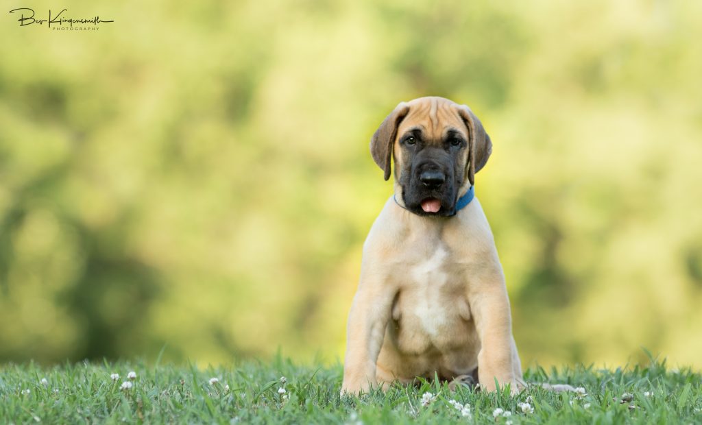 8 week old fawn great dane puppy