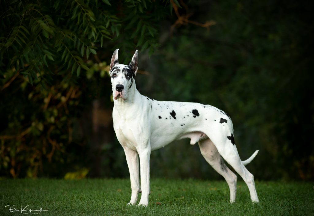 Harlequin Great Dane Bing