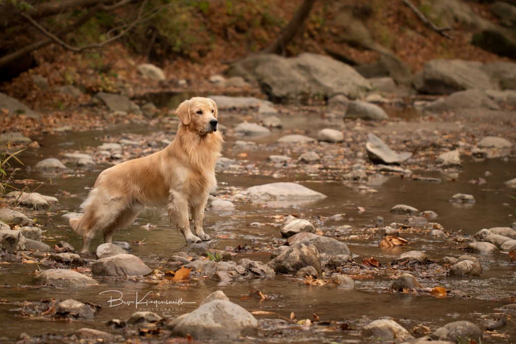 Golden Retriever