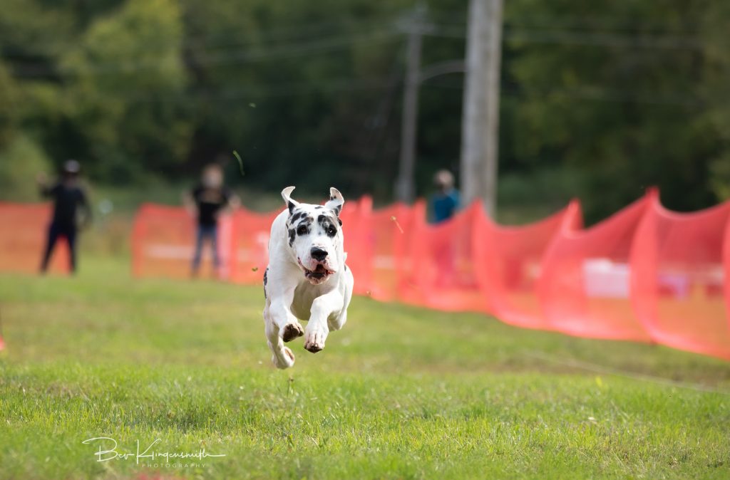 fast cat akc