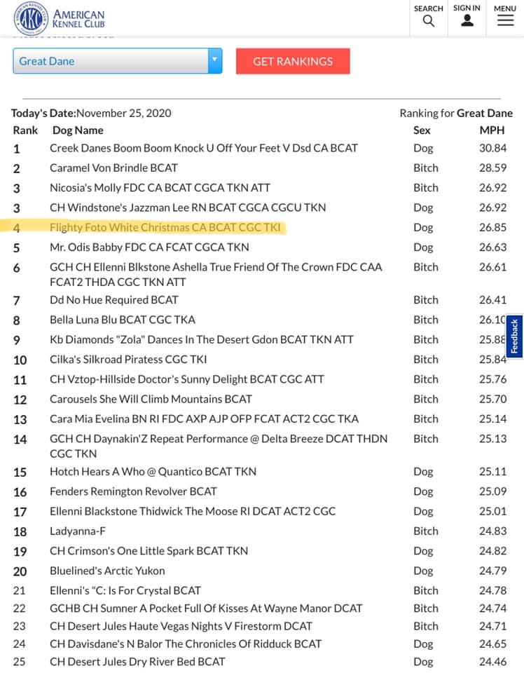 Bing Top 10 Great Dane FastCAT 