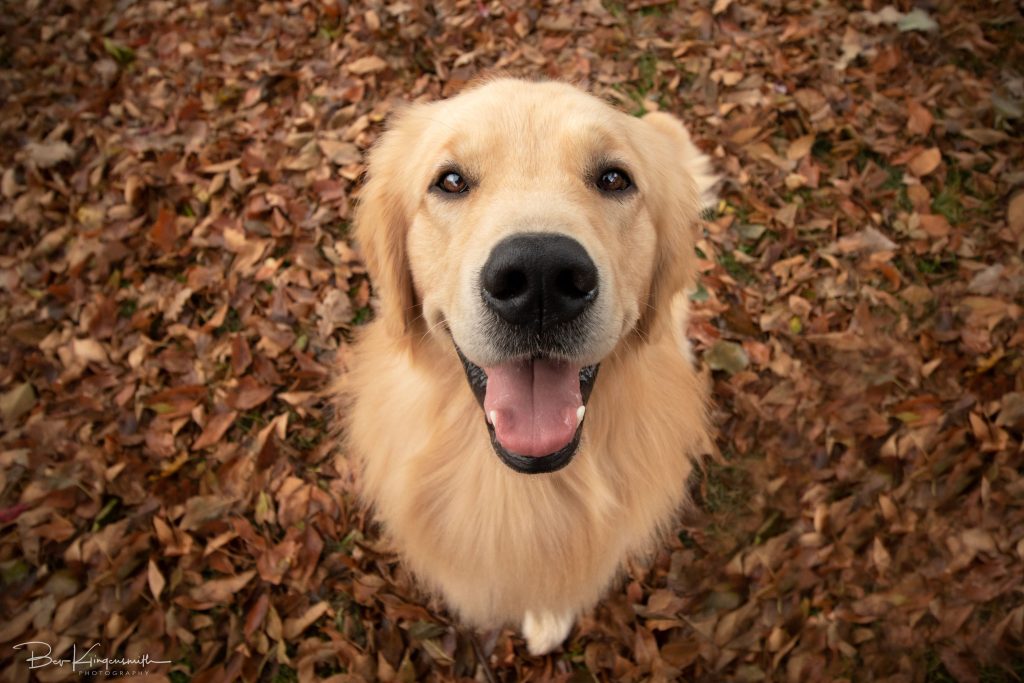 Golden Retriever in leaves