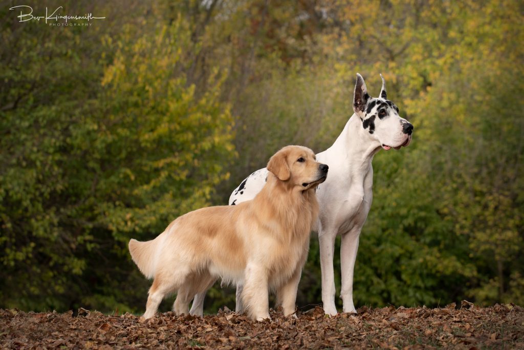 Great Dane and Golden Retriever