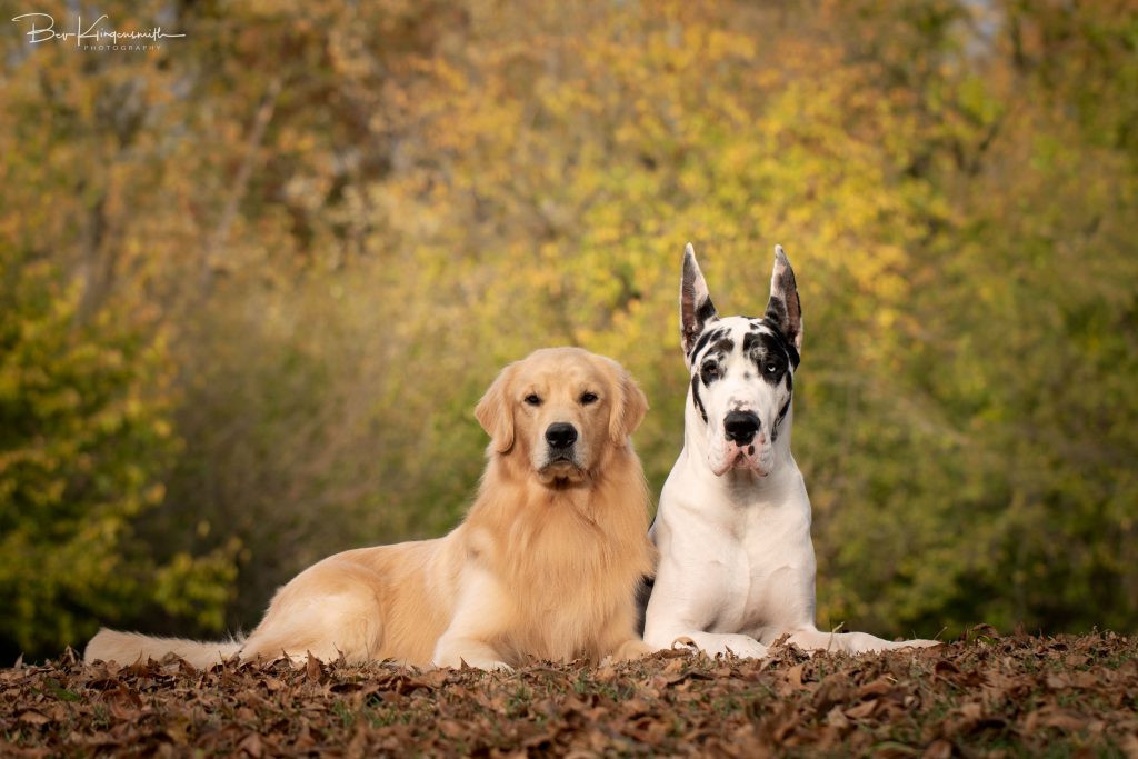 Great Dane and Golden Retriever