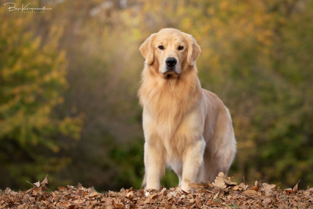 well bred Golden Retriever