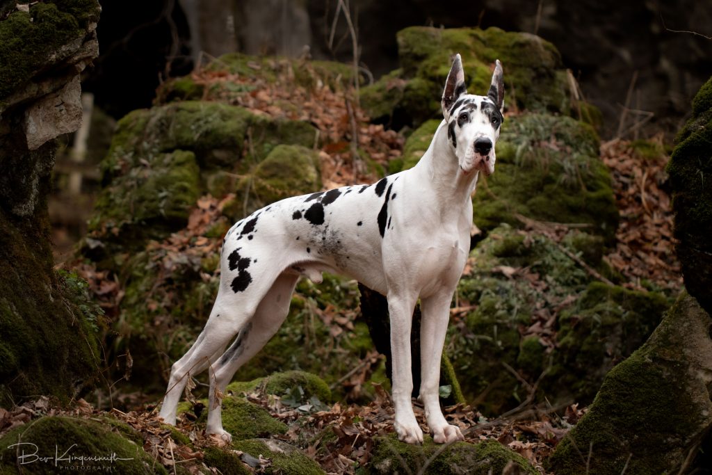 Bing harlequin Great Dane