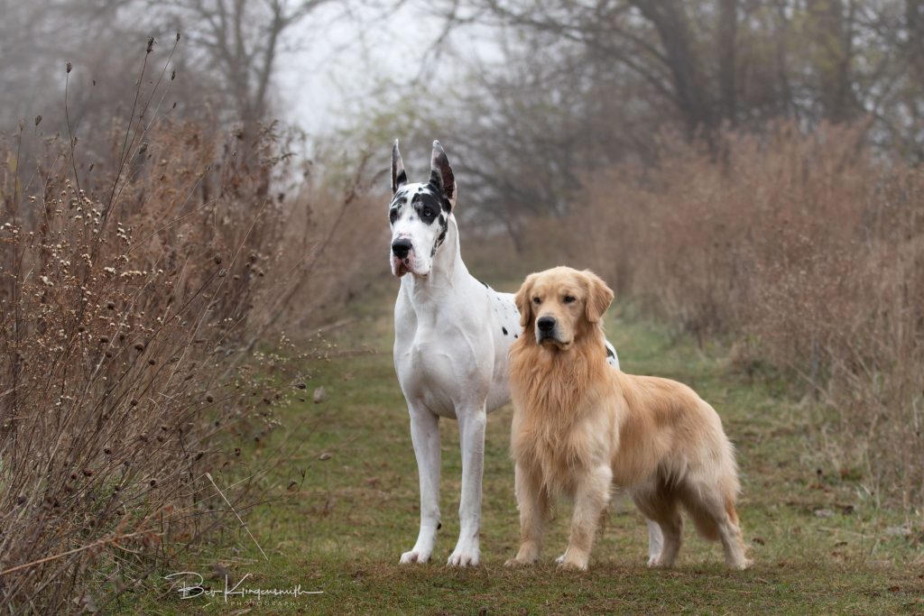 Bing the Great Dane; Nash the Golden Retriever