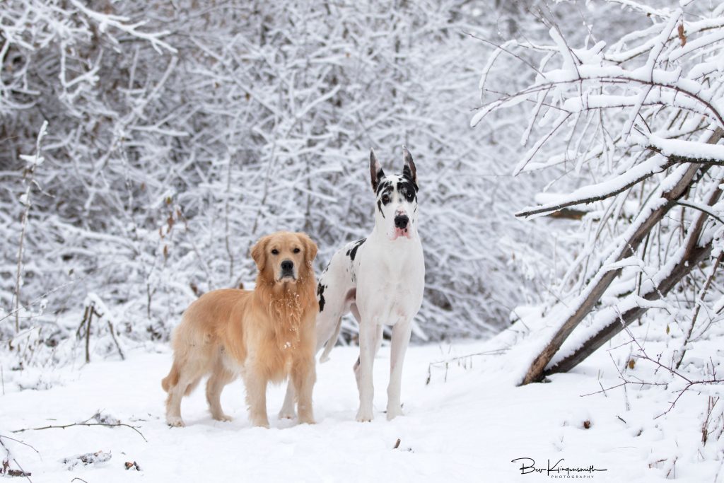 Bing the Great Dane, Nash the Golden Retriever 