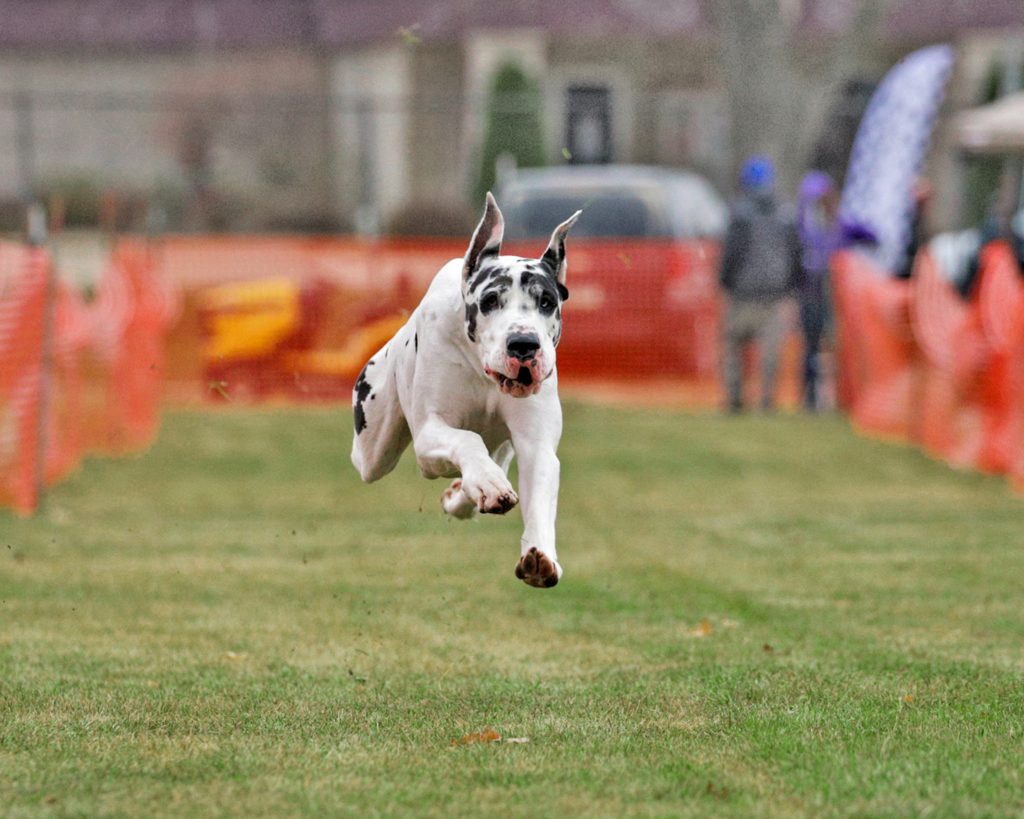 Great Dane Fast CAT