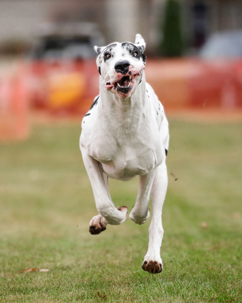 Great Dane FastCAT