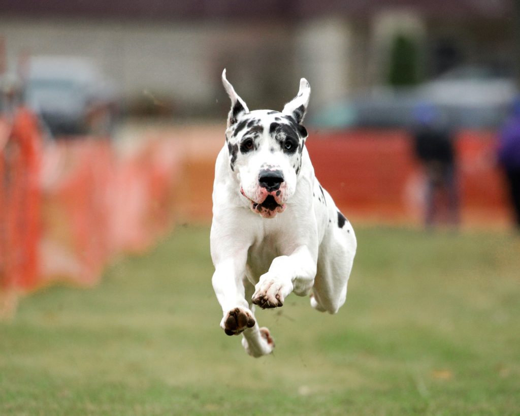 Great Dane FastCAT