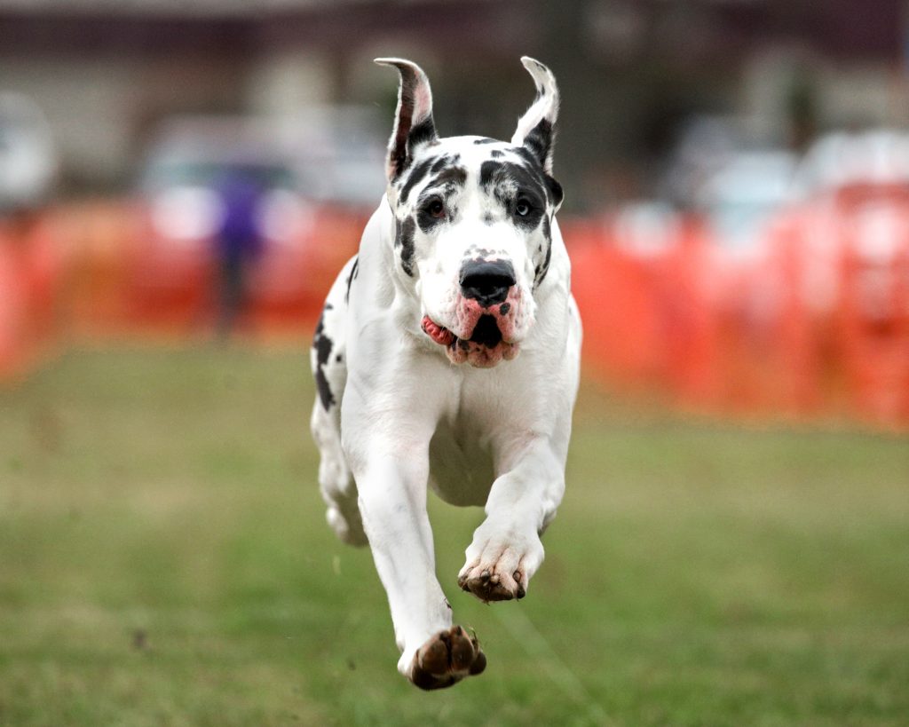 Great Dane Fast CAT