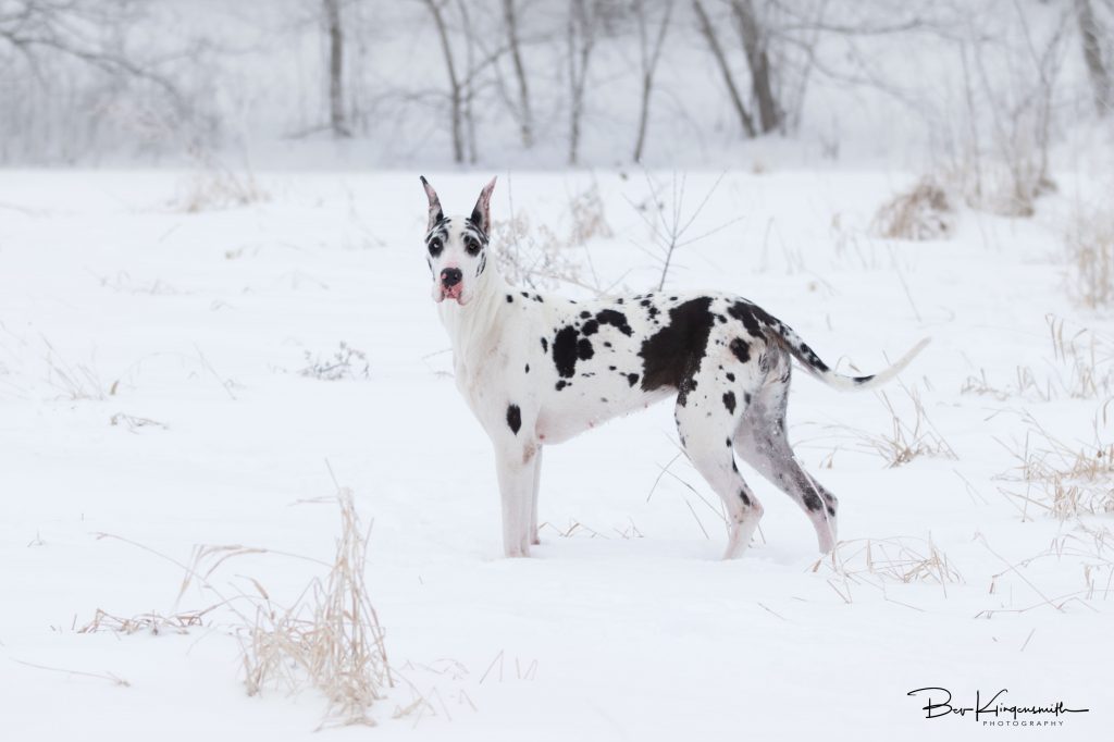 harlequin great dane