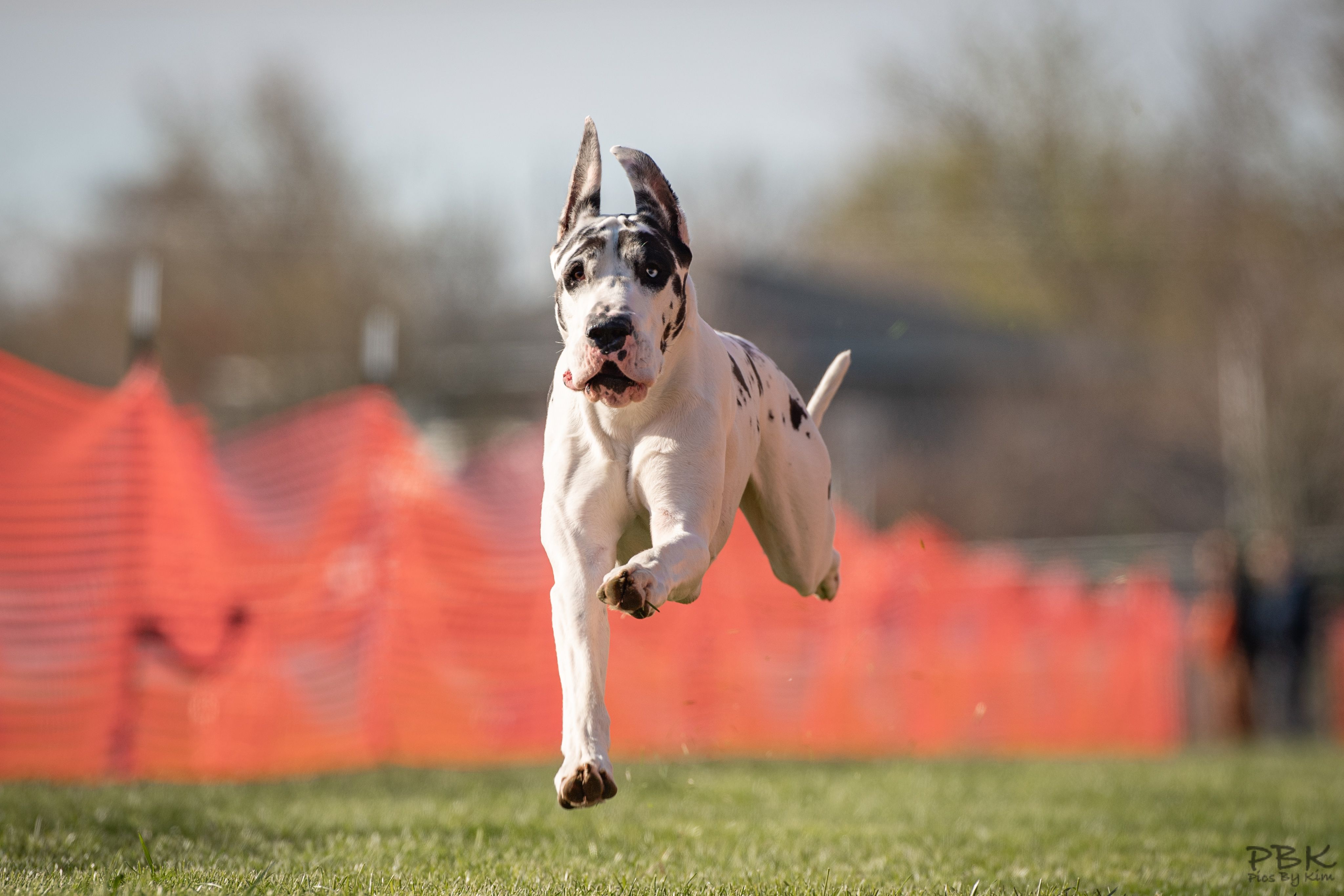 Great Dane running Fast CAT