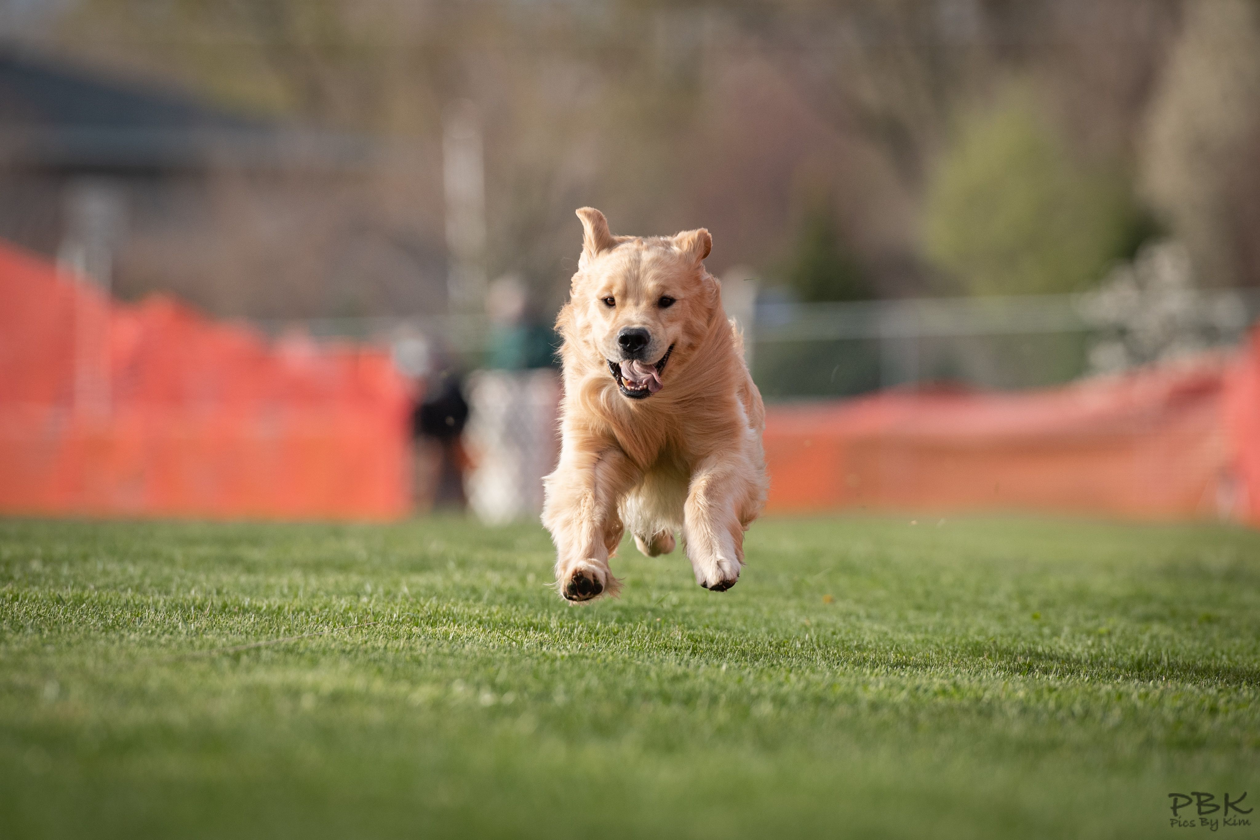 Golden Retriever running Fast CAT