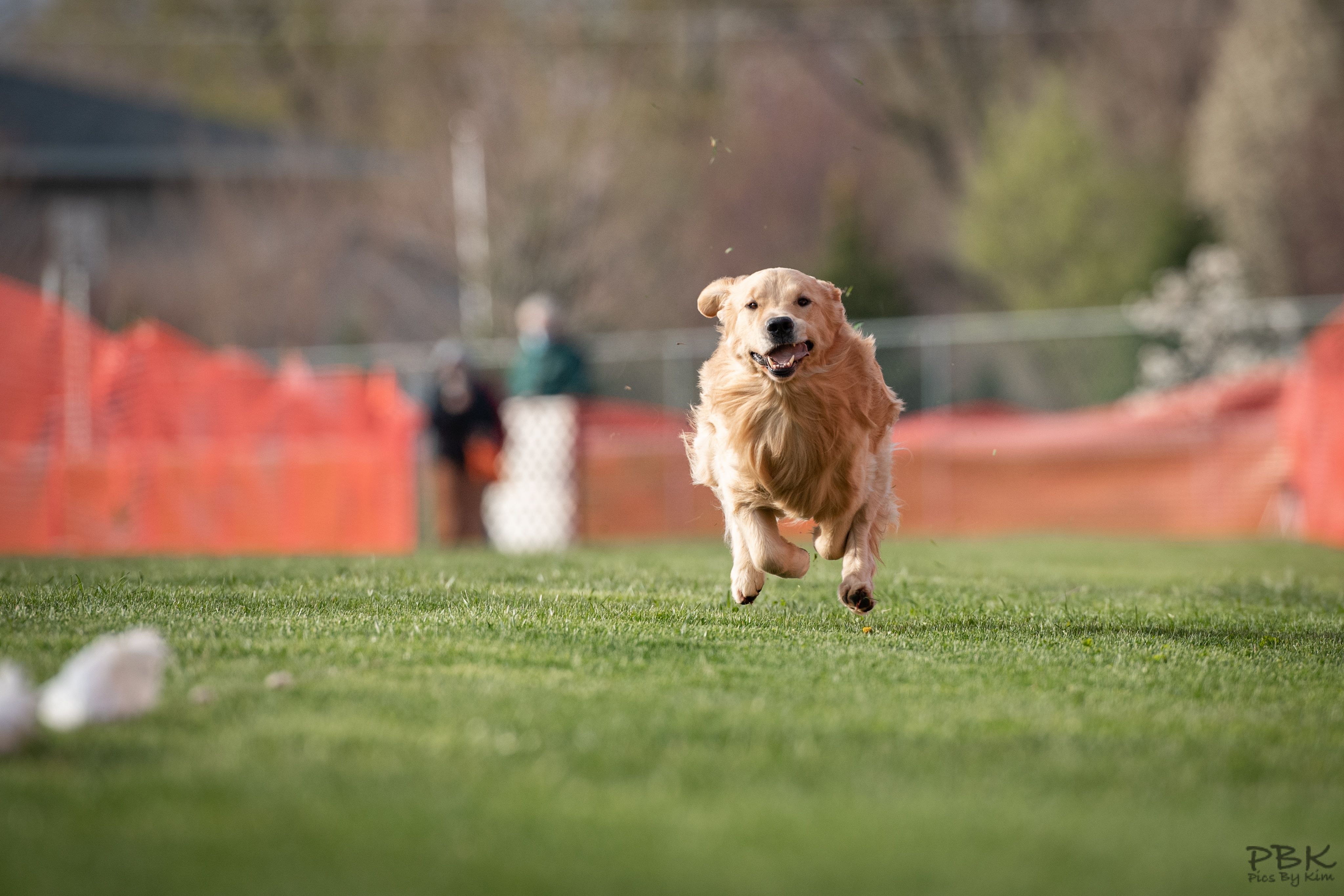 Golden Retriever FCAT